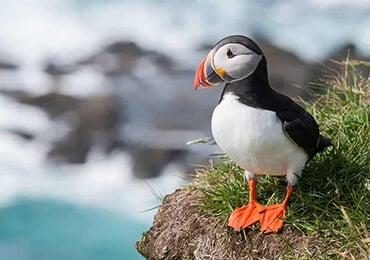 Plastic pollution is a concern. Study assesses plastic additives in more than half of the world's seabirds